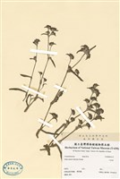 藏品(小杜若)的圖片